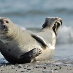 Classification of Phoca (Seal)