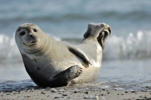 Classification of Phoca (Seal)