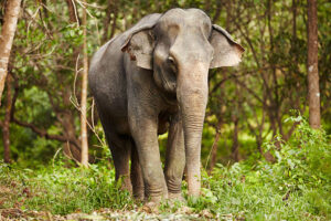 Classification of Elephas Maximus (Asiatic Elephant)
