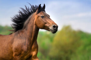 Classification of Equus Caballus (Horse)