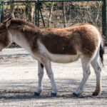 Classification of Equus Hemionus (Donkey Or Ass)