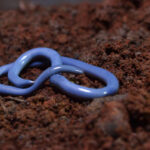 Classification of Typhlops (Blind Snake)
