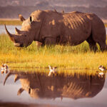 Classification of Rhinoceros