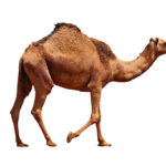 Classification of Camelus Dromedarius (Arabian Camel)