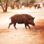 Classification of Sus Scrofa (Wild Boar)