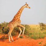 Classification of Giraffa camelopardalis (Giraffe)