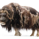 OVIBOS MOSCHATUS (MUSK OX)