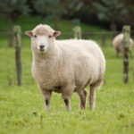 Classification of Ovis : Sheep