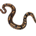Classification of Python (Ajgar)