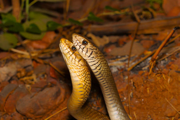 Classification of Ptyas (Rat Snake)