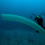 Classification of Pyrosoma