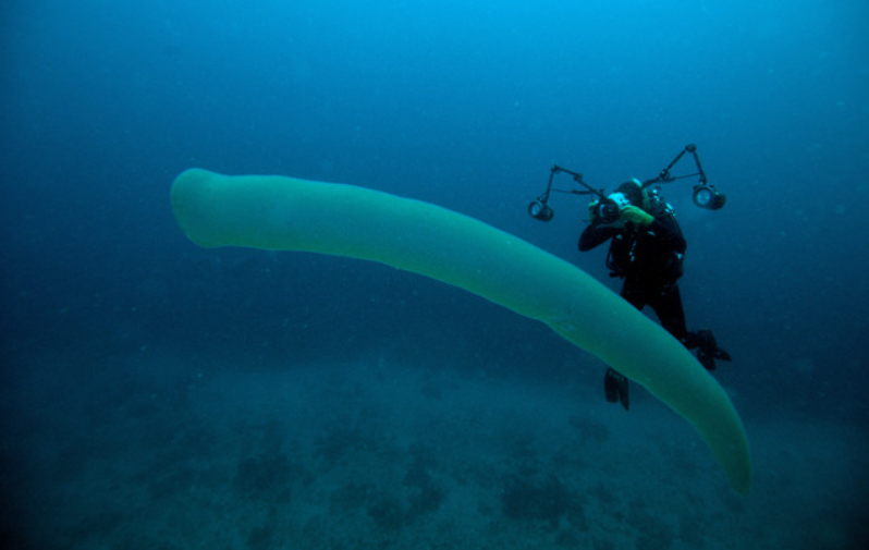 Classification of Pyrosoma