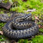 Classification of Vipera (Pitless Viper)