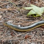 Classification of Ophisaurus (Glass Lizard)