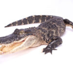 Classification of Alligator