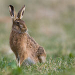 Classification of Lepus (Hare)