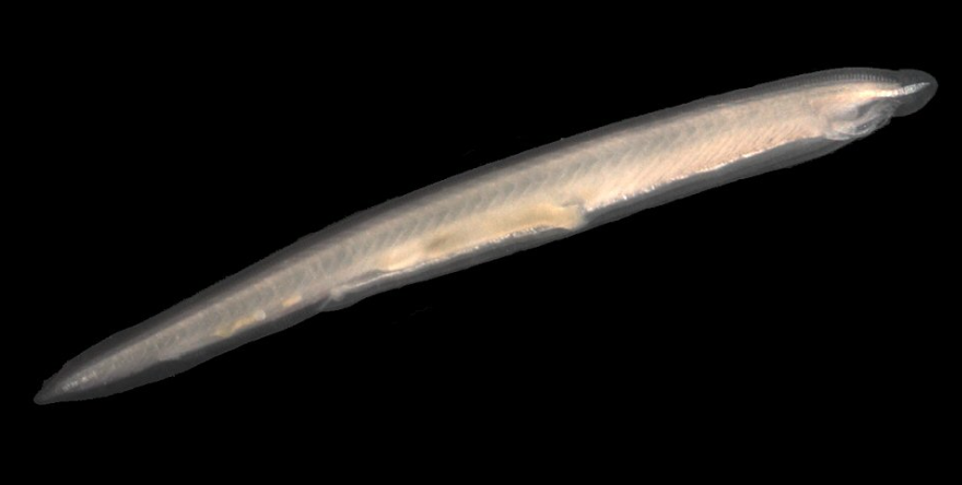 Classification of Branchiostoma lanceolatum (Amphioxus lanceolatus)