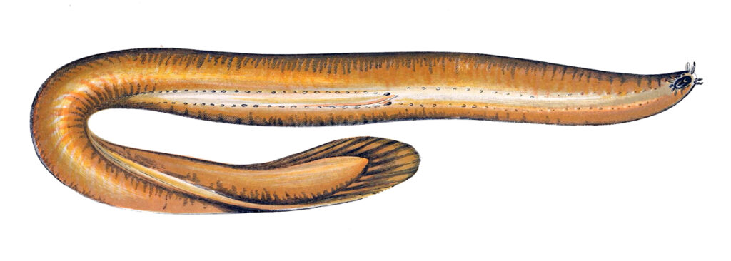 Classification of Myxine - Hag Fish