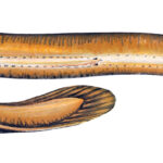 Classification of Myxine - Hag Fish