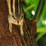 Classification of Funambulus (Squirrel)