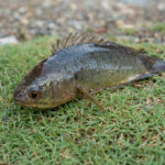 Classification of Anabas (Climbing Perch)