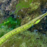 Classification of Syngnathus (Pipe Fish)