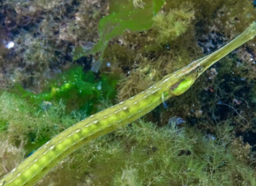 SYNGNATHUS (PIPE FISH)