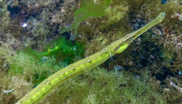 Classification of Syngnathus (Pipe Fish)