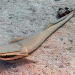 Classification of Echeneis (Sucker Fish)