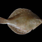 Classification of Pleuronectes (Flat Fish)