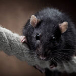 Classification of Rattus Rattus (Rat)