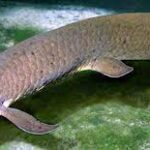 Classification of Neoceratodus Forsteri (Australian Lung Fish)