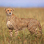 Classification of Acinonyx jubatus (Cheetah)