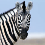 Classification of Zebra