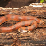 Classification of Eryx (Sand Boa)