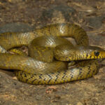 Classification of Ptyas (Rat Snake)