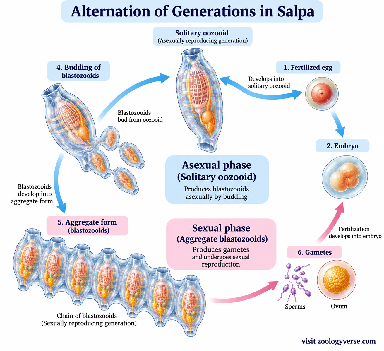 Salpa classification – circular life cycle showing the asexual solitary oozooid phase, budding of blastozooids, sexual aggregate phase, gametes, fertilization and embryo development