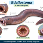 Classification of Bdellostoma → classification section characteristics of Bdellostoma → characteristics section identification of Bdellostoma → identification section