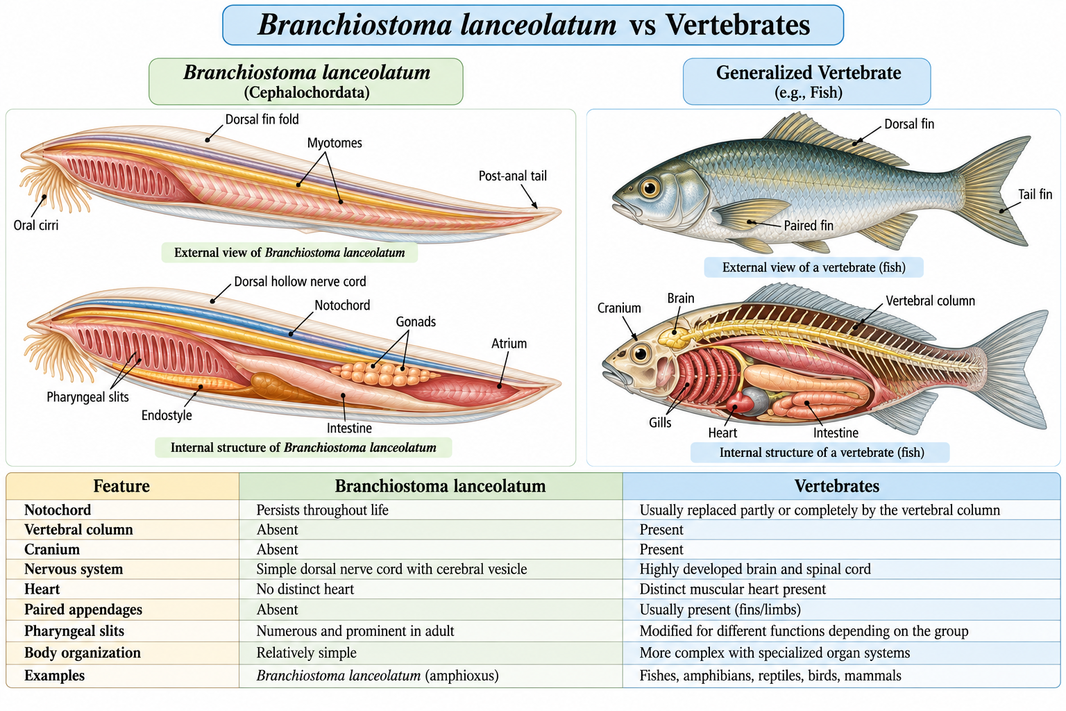 Branchiostoma lanceolatum (Amphioxus) | Zoologyverse Branchiostoma lanceolatum vs vertebrates showing classification of Branchiostoma lanceolatum, structure of Branchiostoma lanceolatum and characteristics of Branchiostoma lanceolatum compared with vertebrates
