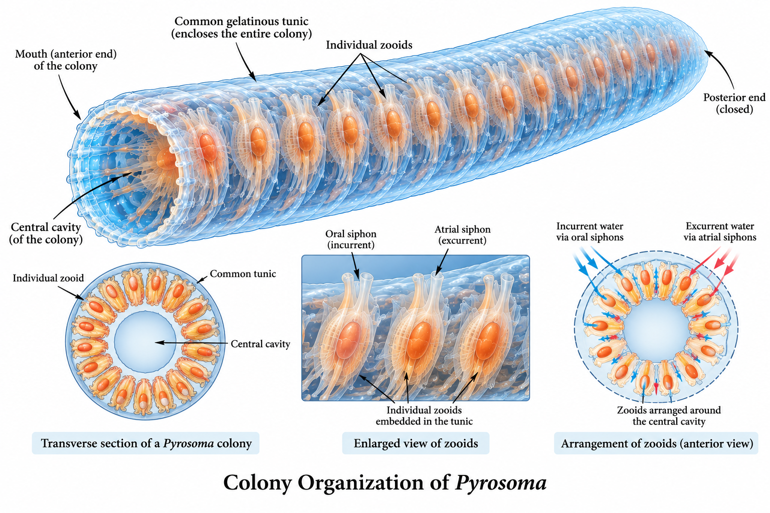 Pyrosoma (Fire Body): Classification & Facts | Zoologyverse Pyrosoma – colony organization showing individual zooids, common gelatinous tunic, central cavity, oral and atrial siphons and arrangement of zooids around the colony