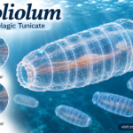 Doliolum (Doliolid): Classification & Characteristics