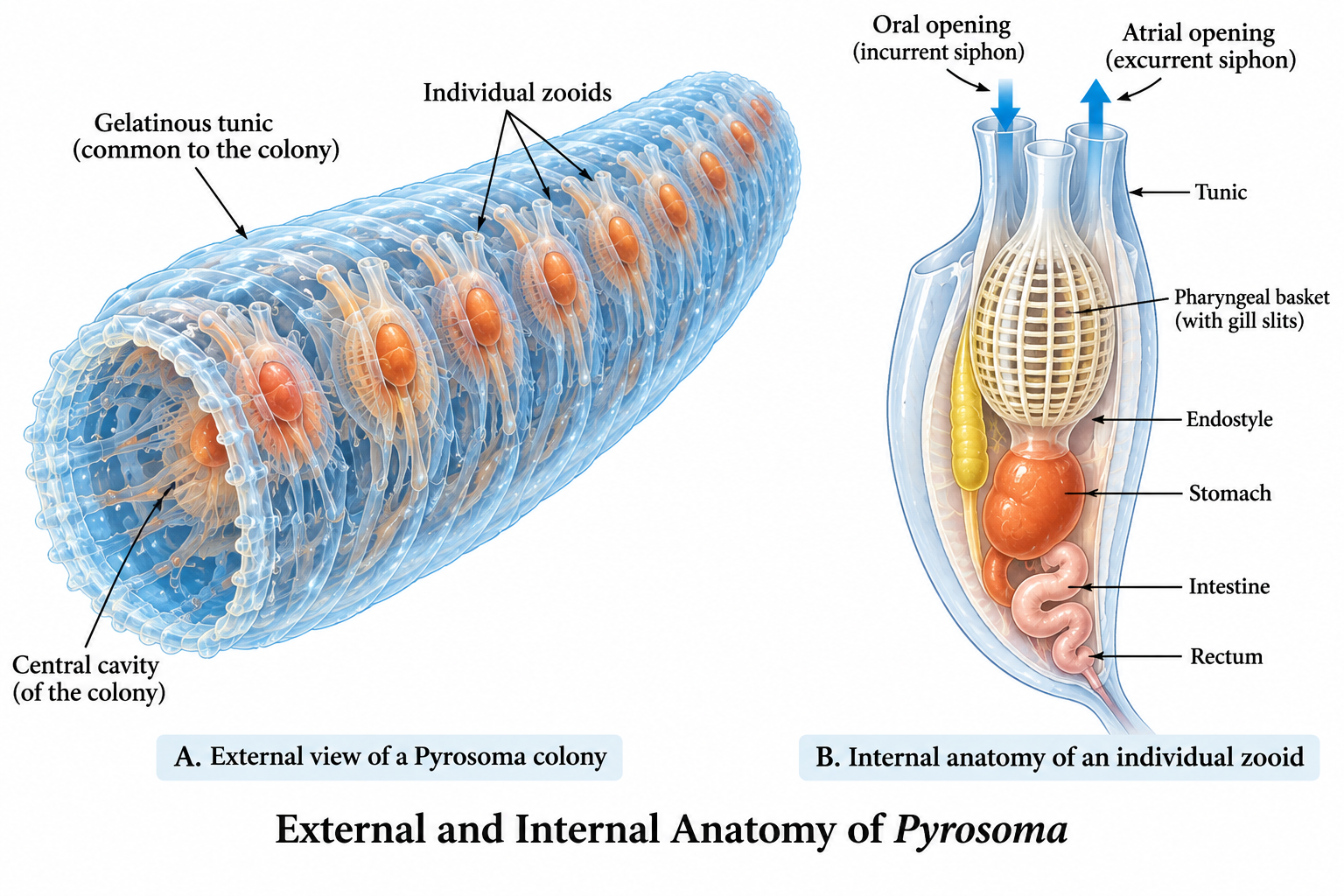 Pyrosoma (Fire Body): Classification & Facts | Zoologyverse Pyrosoma – labeled external and internal anatomy showing the tubular colony, individual zooids, common tunic, central cavity, oral opening, atrial opening, pharyngeal basket, endostyle and digestive tract