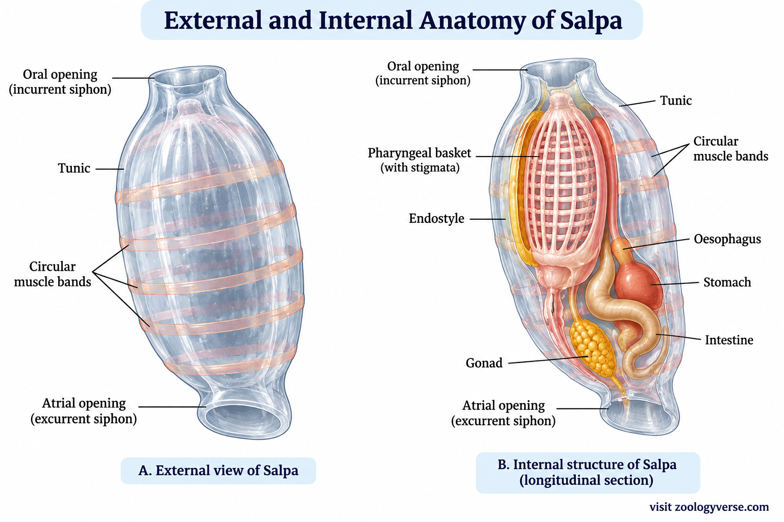 Salpa classification – labeled external and internal anatomy showing tunic, oral opening, atrial opening, circular muscle bands, pharyngeal basket, endostyle, stomach, intestine and gonad