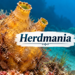 Herdmania (Sea Squirt) Classification & Characteristics
