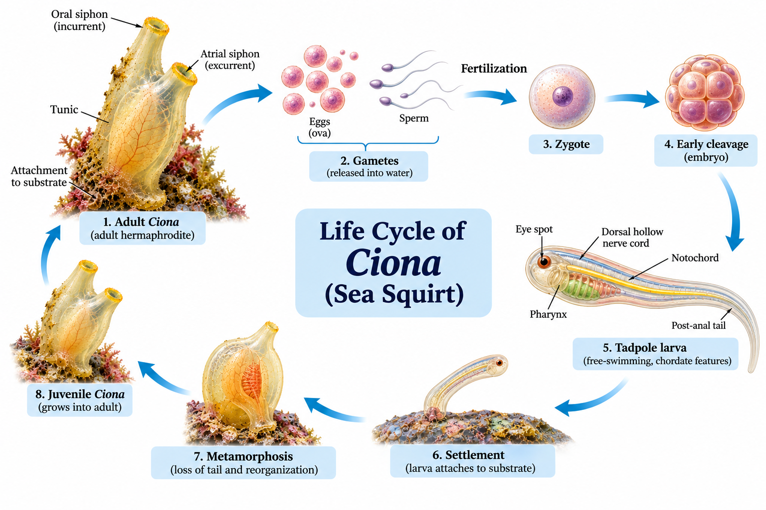 Ciona (Sea Squirt): Classification & Characteristics | Zoologyverse Ciona – life cycle showing adult, gametes, fertilization, embryo, tadpole larva, settlement, metamorphosis and juvenile stages