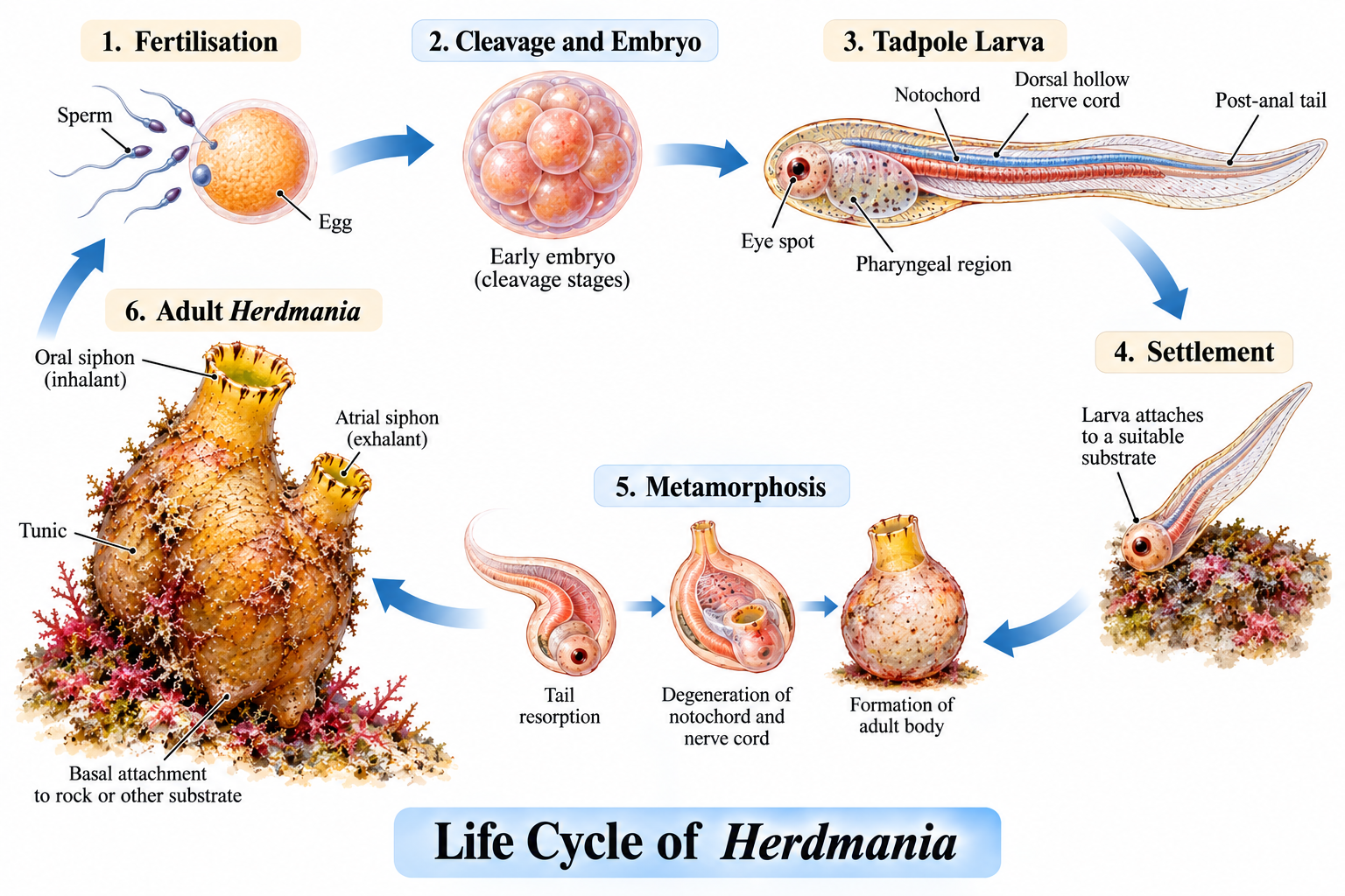 Herdmania – life cycle showing fertilization, embryo development, tadpole larva, settlement, metamorphosis and sessile adult