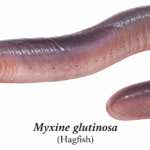 Myxine (Hagfish) Classification, Features & Identification