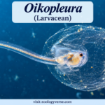 Oikopleura (Larvacean) Classification & Facts