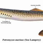 Petromyzon Classification Sea Lamprey Features & Facts