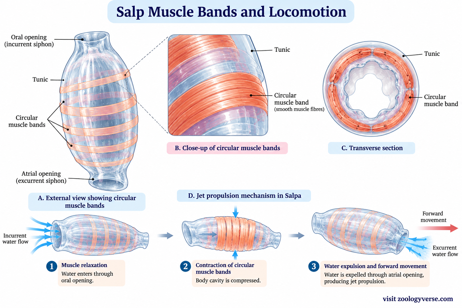 Salpa classification – scientific diagram showing circular muscle bands and jet propulsion during swimming